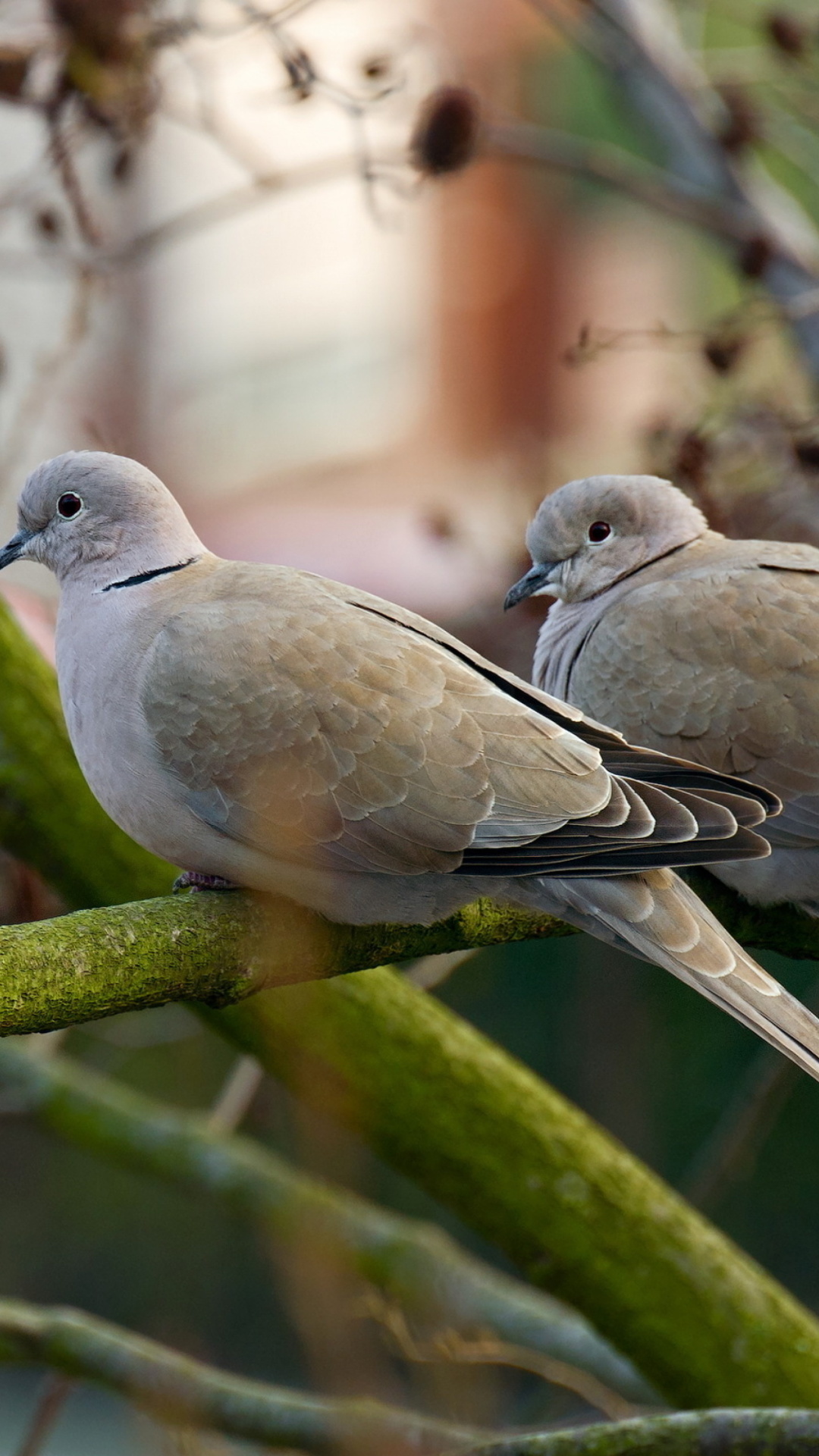 Sfondi Gray Pigeons 1080x1920