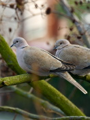 Gray Pigeons wallpaper 132x176