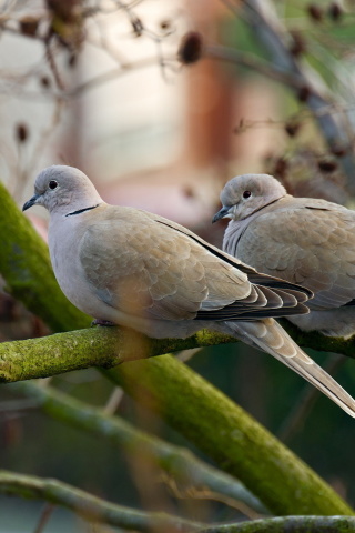 Sfondi Gray Pigeons 320x480