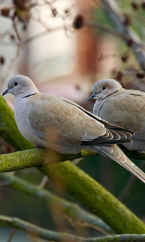 Fondo de pantalla Gray Pigeons 480x800