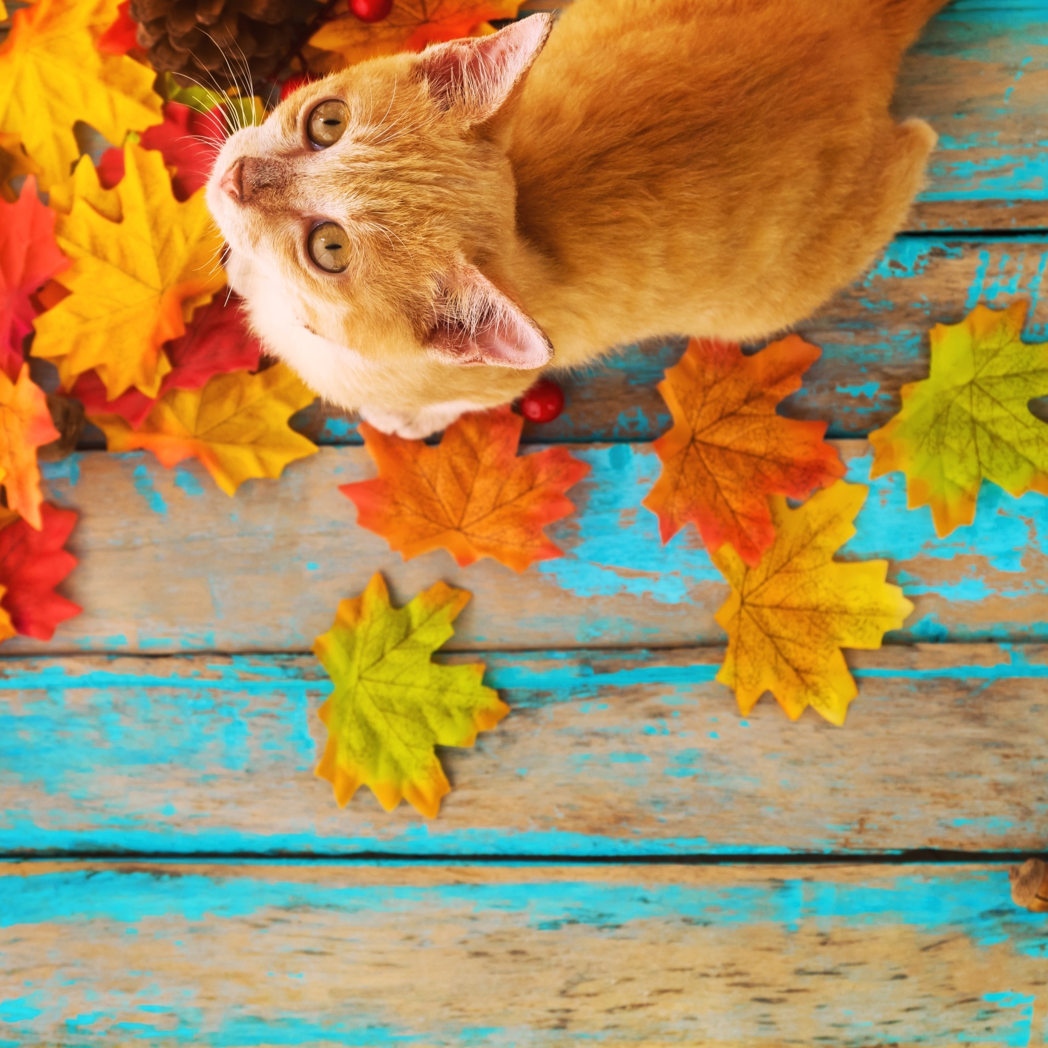 Autumn Cat wallpaper 2048x2048