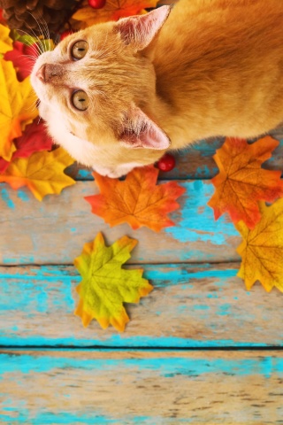 Autumn Cat wallpaper 320x480