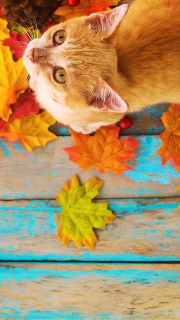 Fondo de pantalla Autumn Cat 360x640