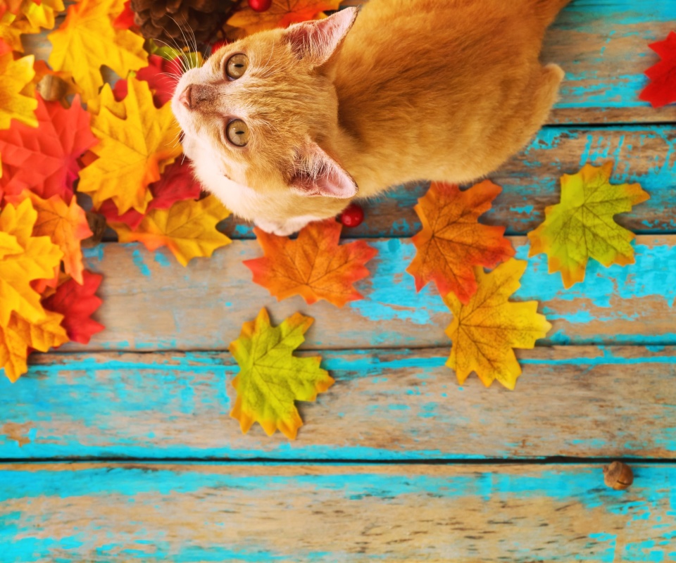 Fondo de pantalla Autumn Cat 960x800