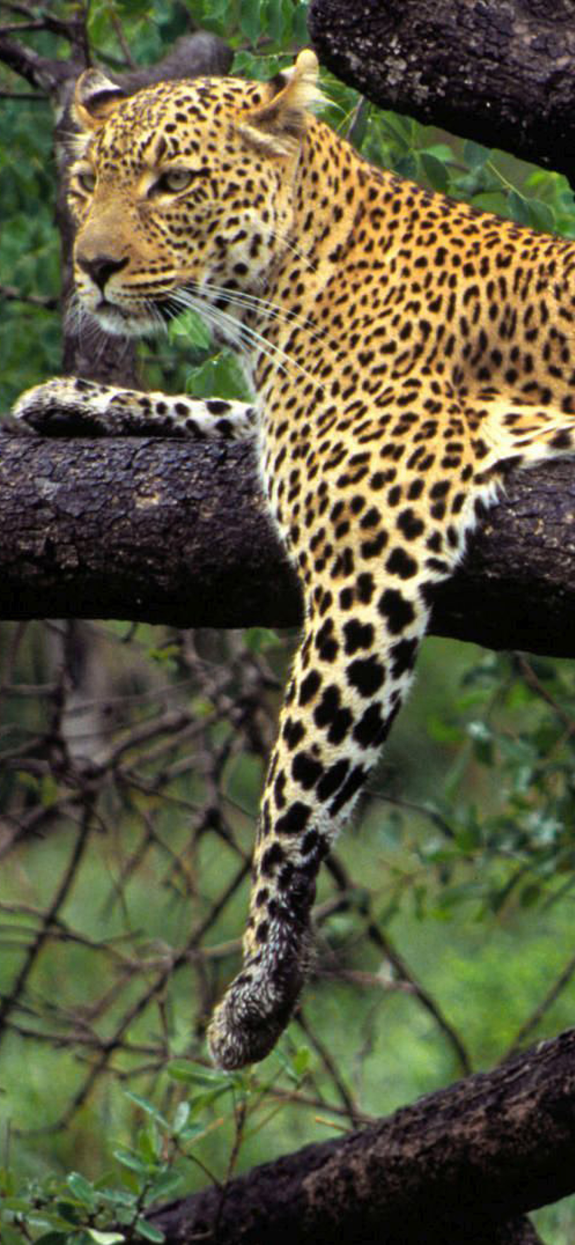 Обои African Leopard 1170x2532