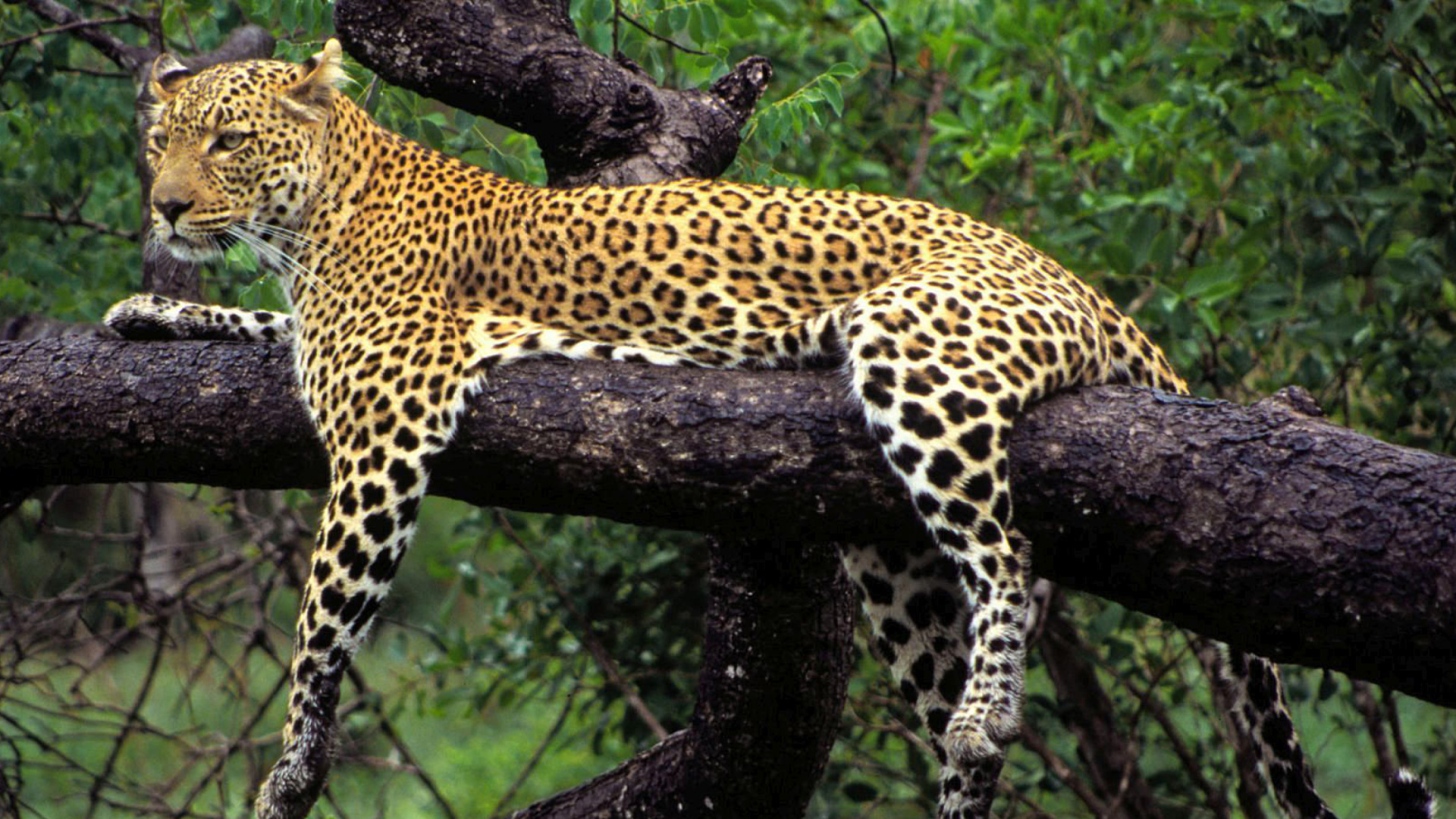 African Leopard wallpaper 1920x1080