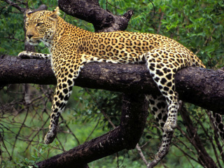 Fondo de pantalla African Leopard 320x240
