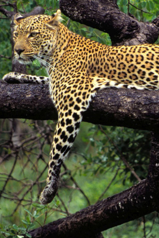Das African Leopard Wallpaper 320x480
