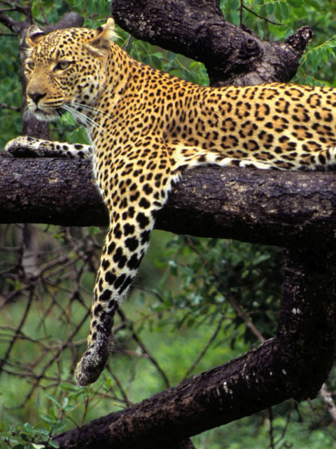 Das African Leopard Wallpaper 480x640