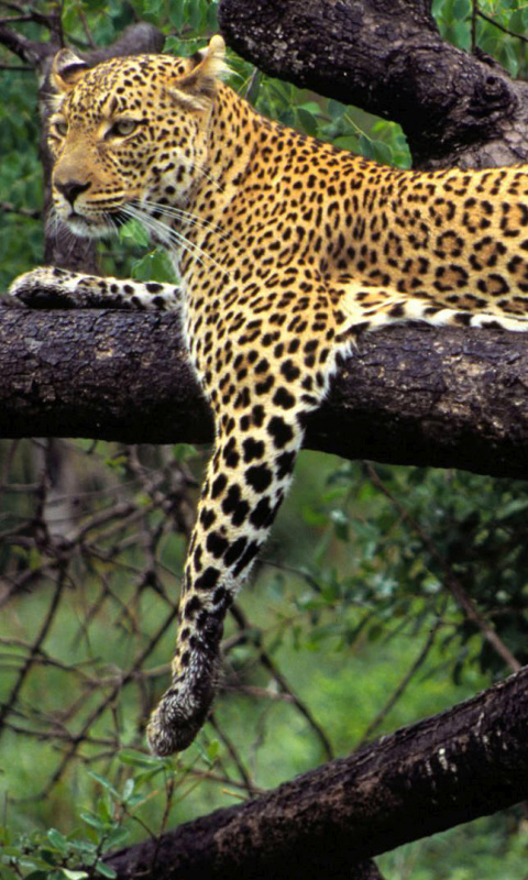 Das African Leopard Wallpaper 480x800