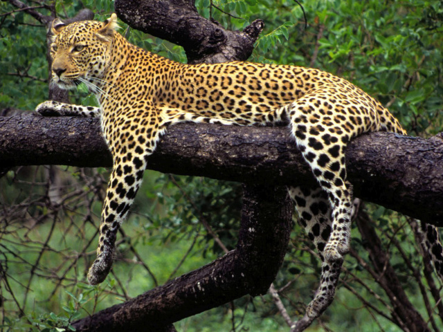 African Leopard wallpaper 640x480