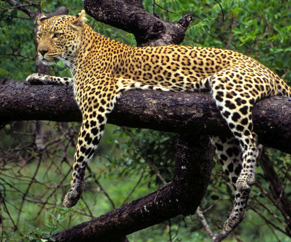 Fondo de pantalla African Leopard 960x800