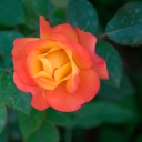 Sfondi Orange Rose 128x128
