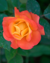 Обои Orange Rose 176x220