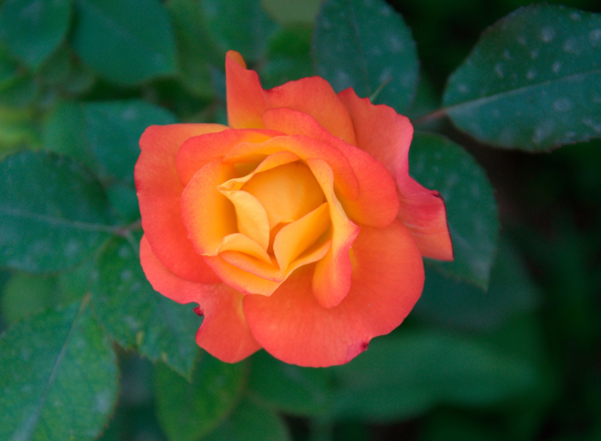Fondo de pantalla Orange Rose 1920x1408