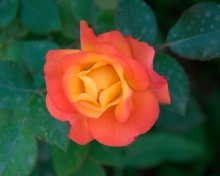 Fondo de pantalla Orange Rose 220x176