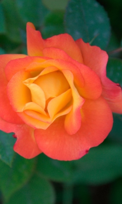 Fondo de pantalla Orange Rose 240x400