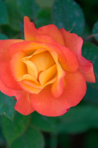 Fondo de pantalla Orange Rose 320x480