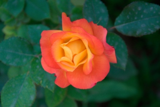 Orange Rose Background for 1200x1024