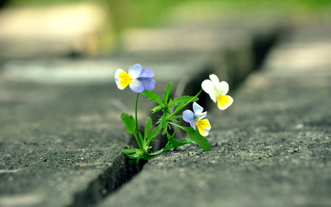 Fondo de pantalla Viola Tricolor 1280x800