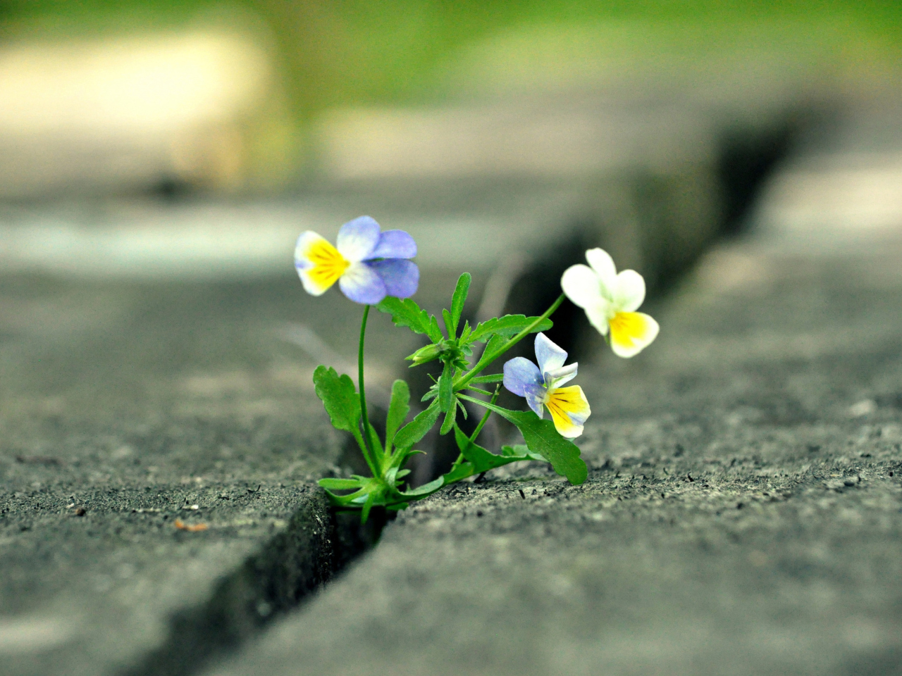 Das Viola Tricolor Wallpaper 1280x960