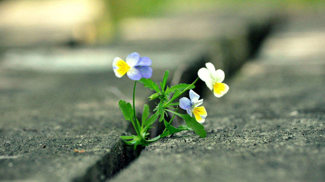 Sfondi Viola Tricolor 1366x768