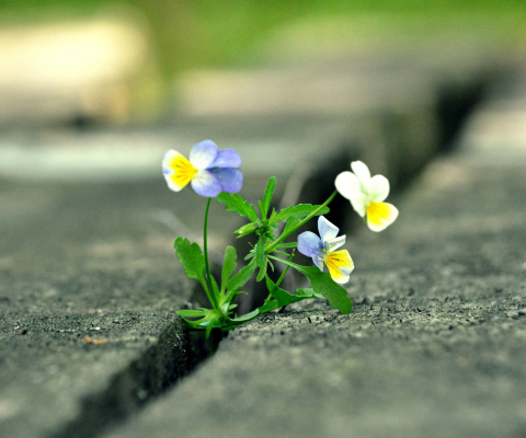 Fondo de pantalla Viola Tricolor 480x400