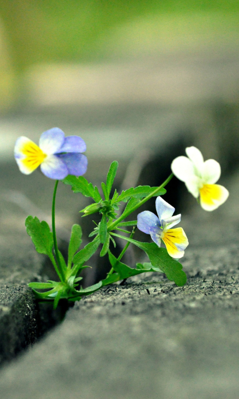 Das Viola Tricolor Wallpaper 480x800