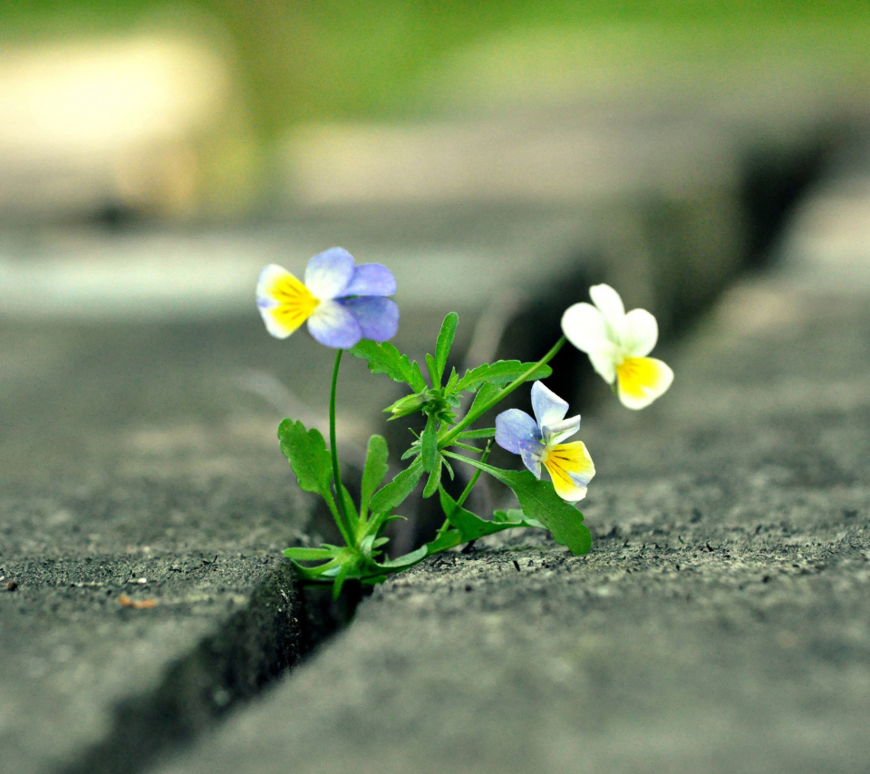 Das Viola Tricolor Wallpaper 960x854