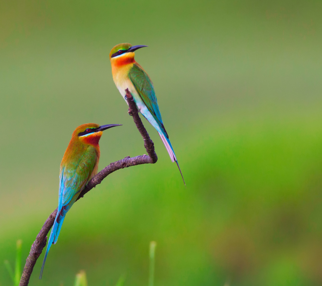 Sfondi Golden Bee-Eater Birds 1080x960