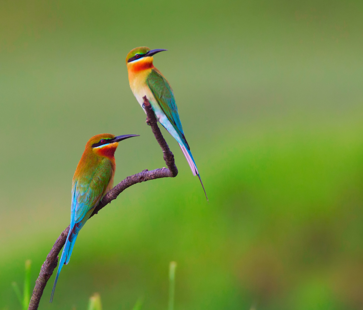 Обои Golden Bee-Eater Birds 1200x1024