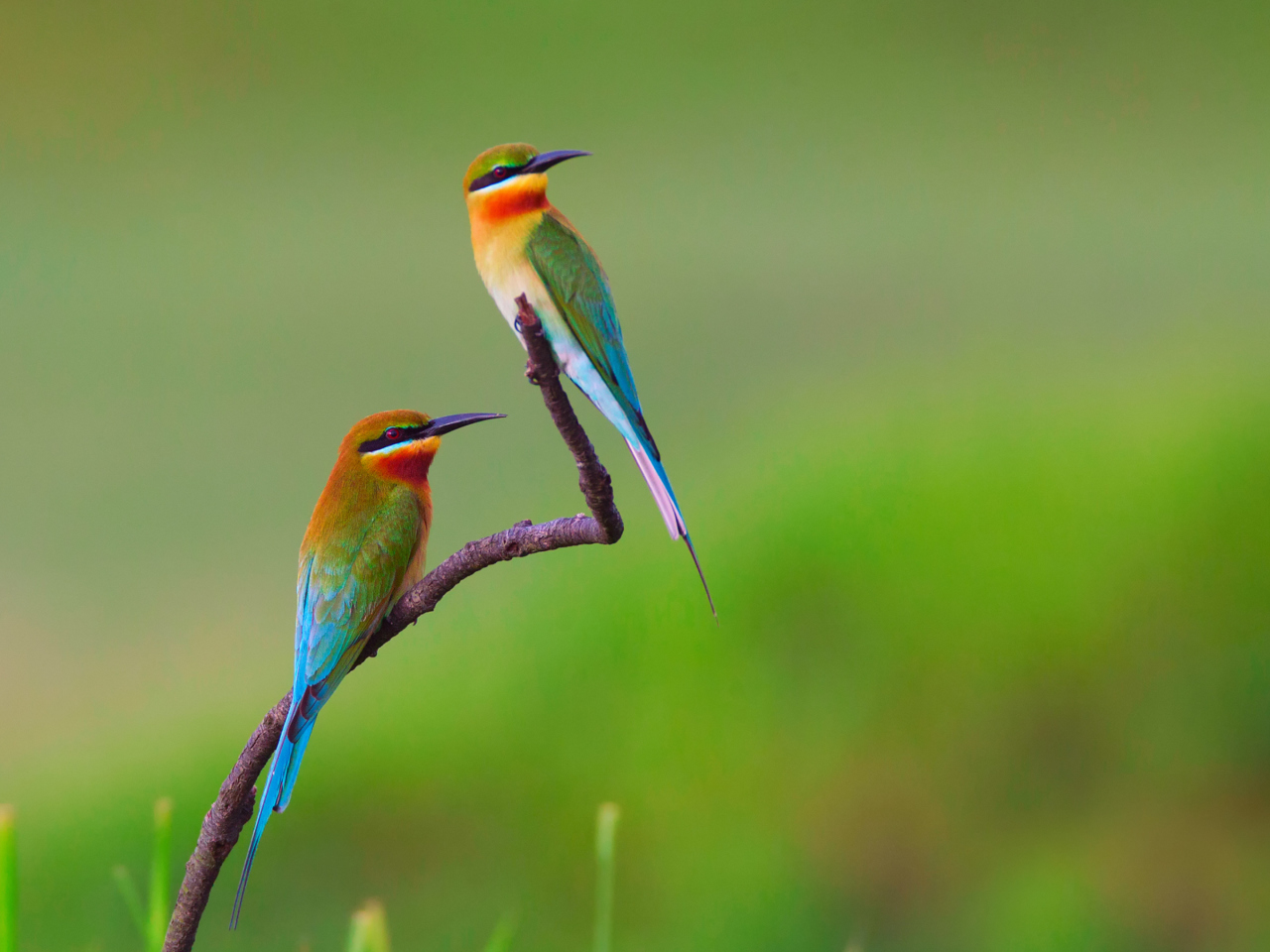 Screenshot №1 pro téma Golden Bee-Eater Birds 1280x960