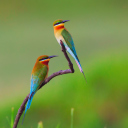 Sfondi Golden Bee-Eater Birds 128x128