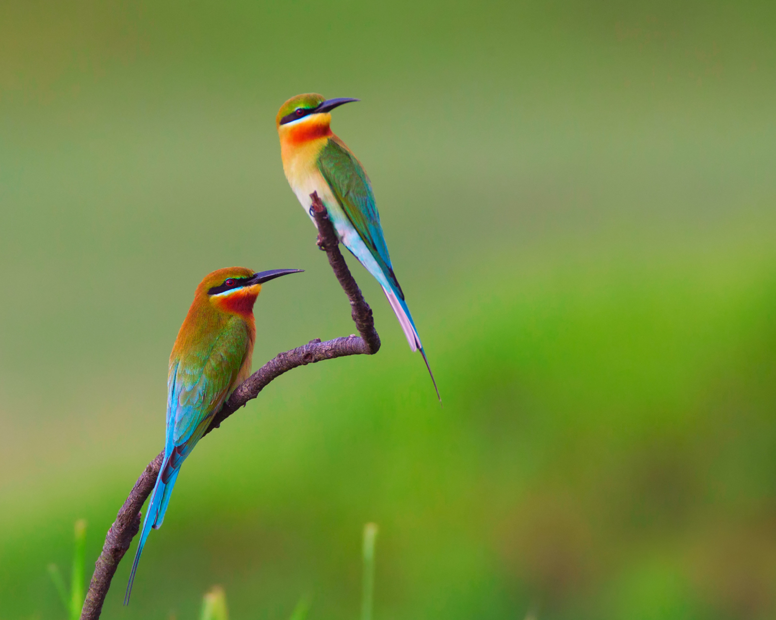 Sfondi Golden Bee-Eater Birds 1600x1280