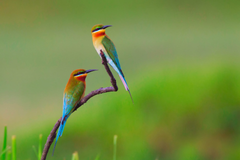 Fondo de pantalla Golden Bee-Eater Birds 480x320