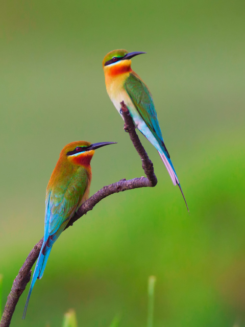 Sfondi Golden Bee-Eater Birds 480x640