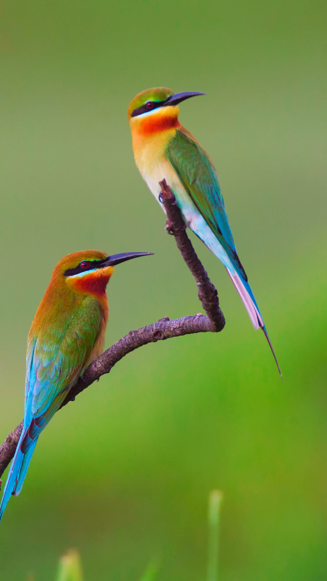 Sfondi Golden Bee-Eater Birds 640x1136