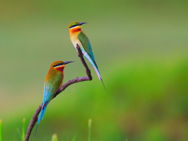 Golden Bee-Eater Birds screenshot #1 640x480