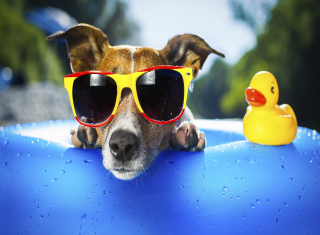Relax Dog Background for Android, iPhone and iPad