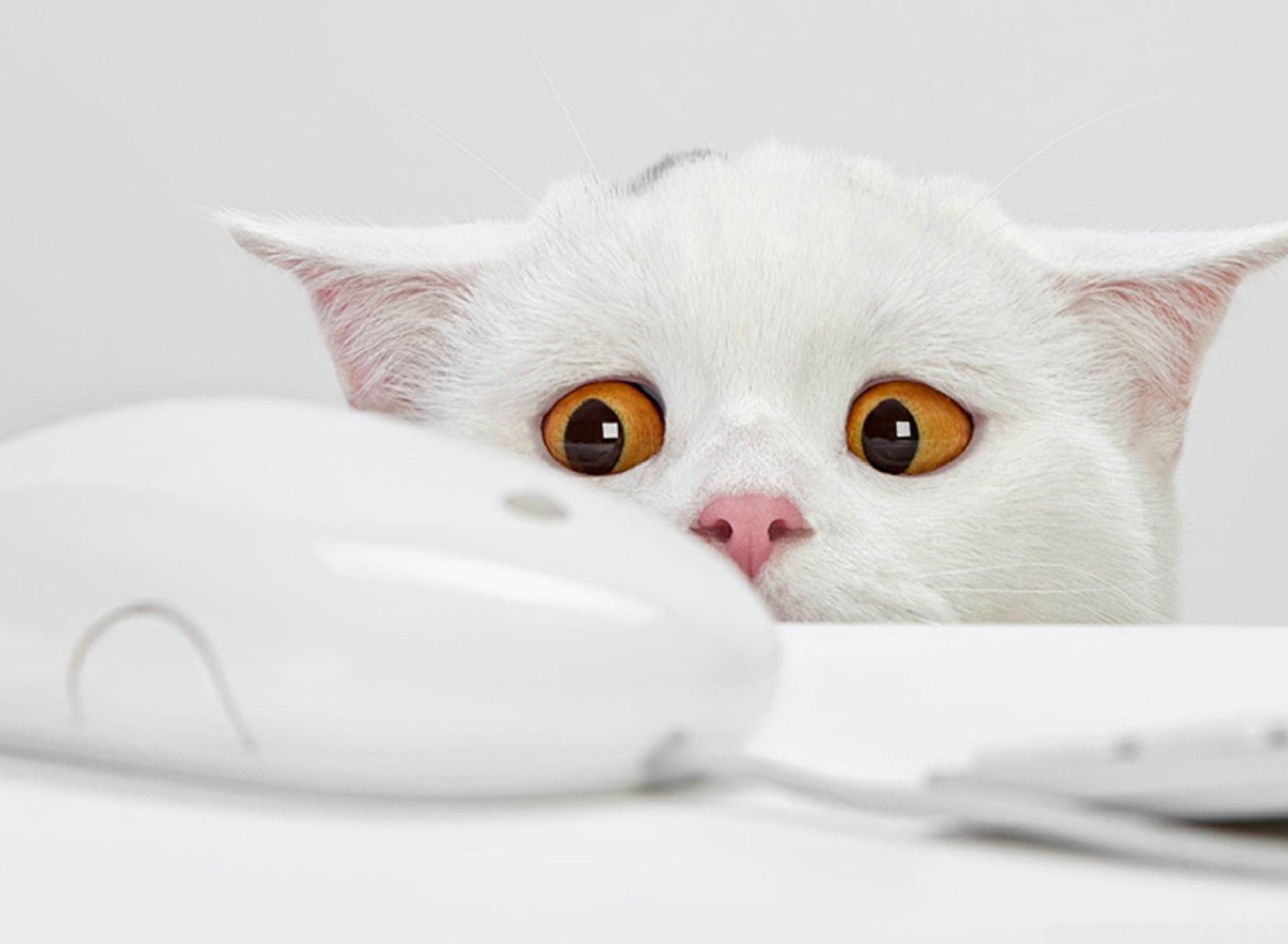 Das White Cat Wallpaper 1920x1408