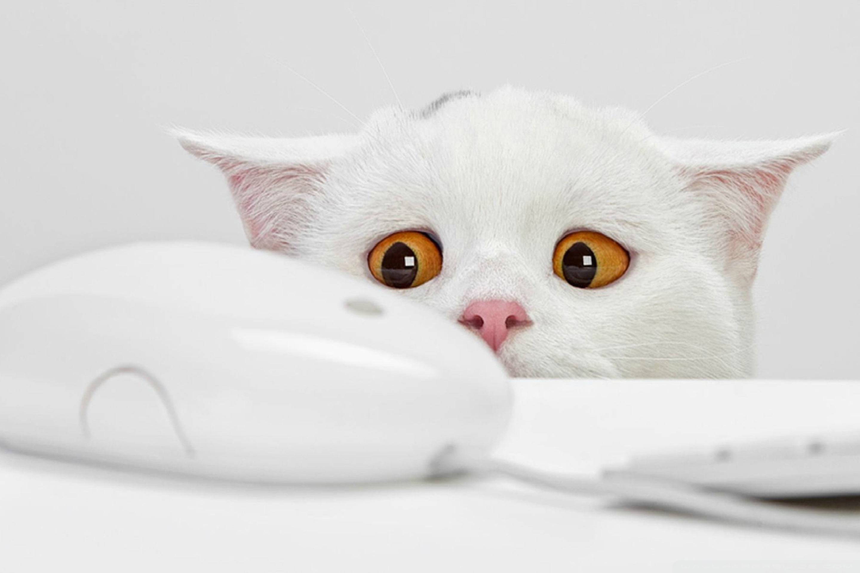 White Cat wallpaper 2880x1920