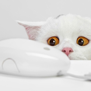 Kostenloses White Cat Wallpaper für HP TouchPad
