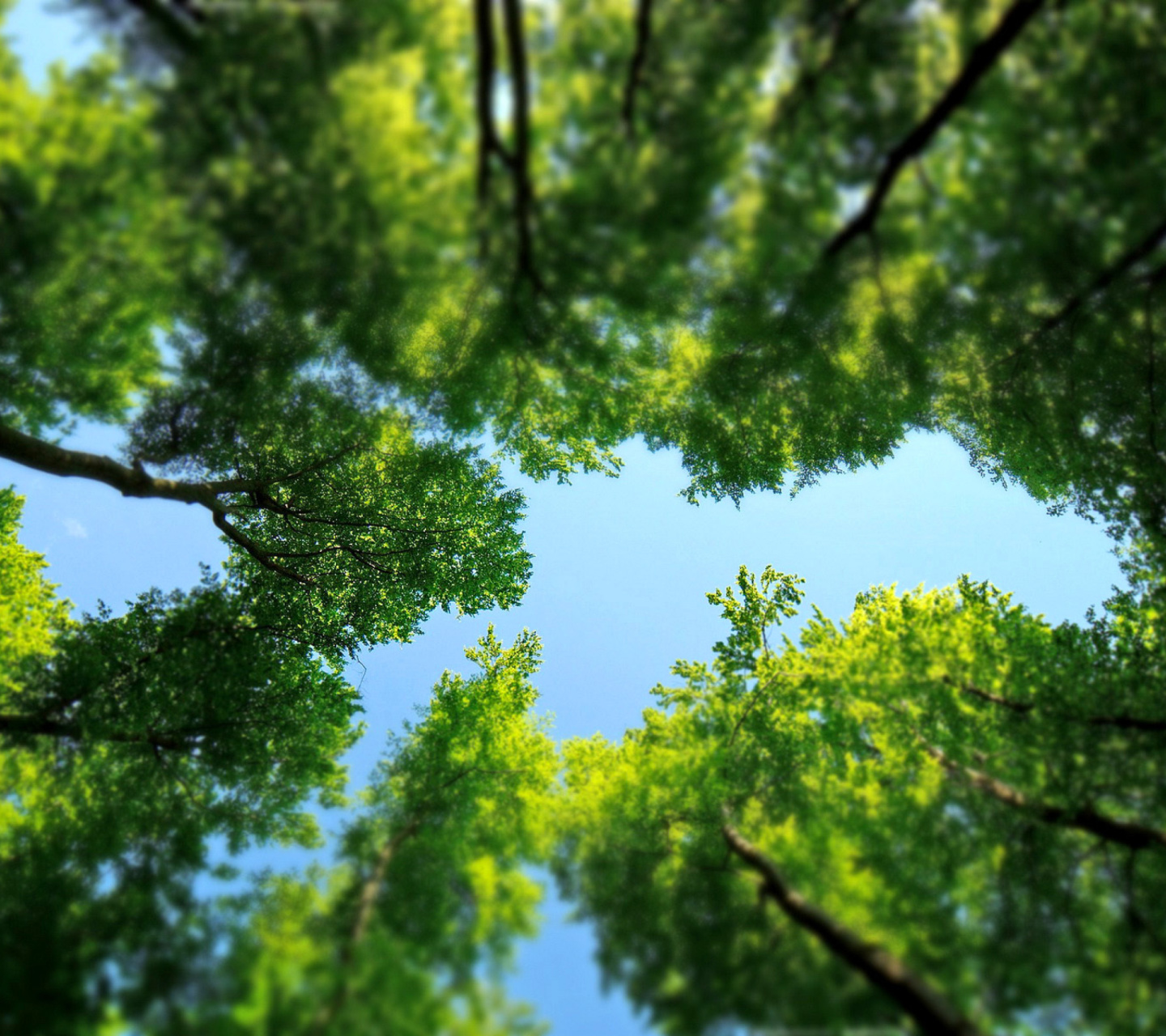 Under the Trees wallpaper 1440x1280