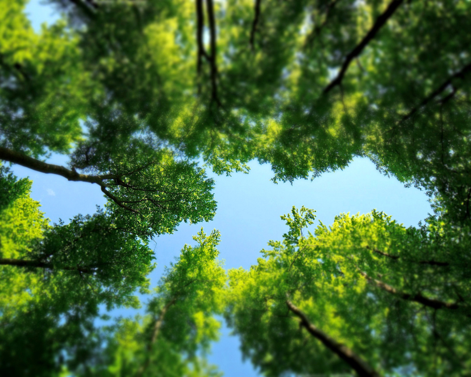 Under the Trees screenshot #1 1600x1280