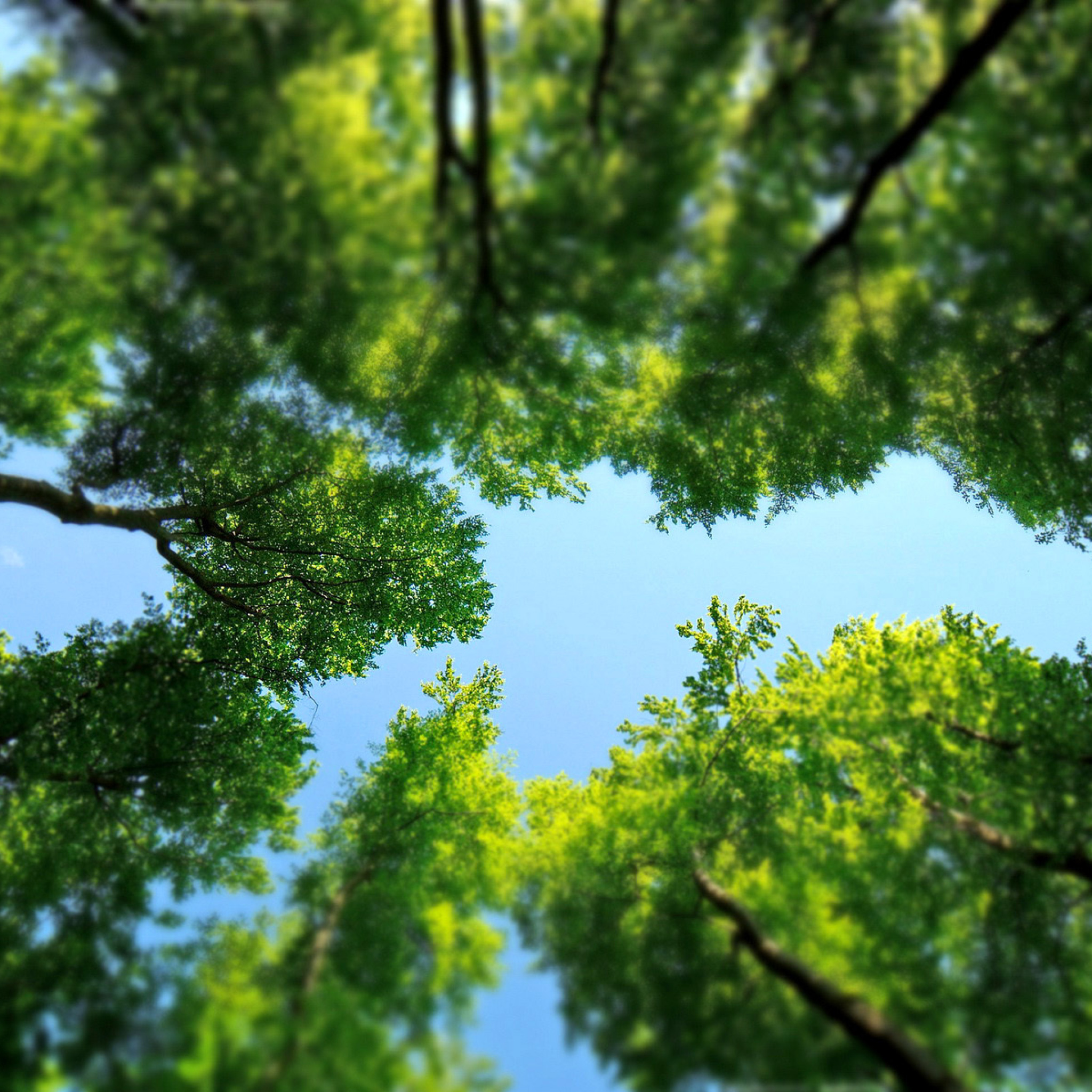 Under the Trees wallpaper 2048x2048