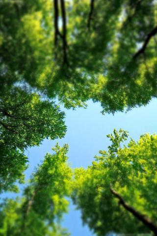 Under the Trees wallpaper 320x480