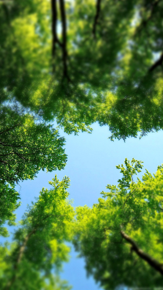 Under the Trees wallpaper 640x1136