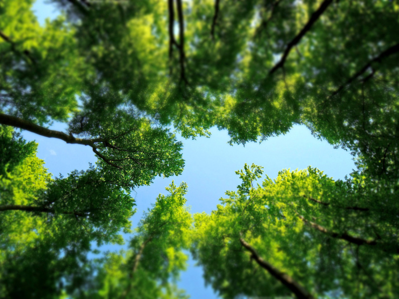 Under the Trees screenshot #1 800x600