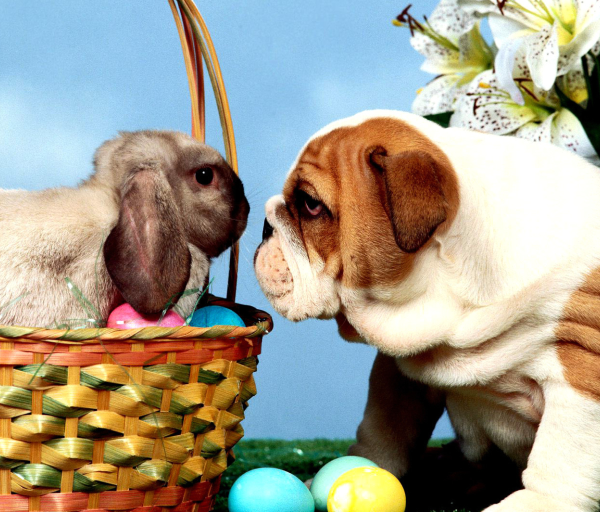 Sfondi Easter Dog and Rabbit 1200x1024