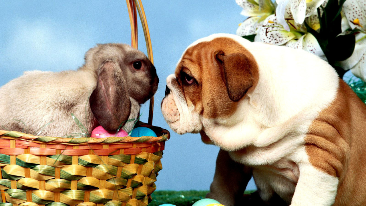Das Easter Dog and Rabbit Wallpaper 1280x720